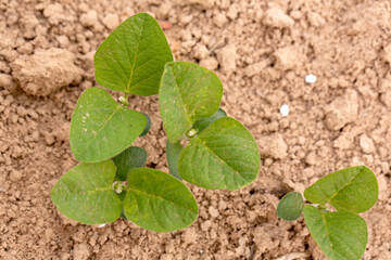 Soybean Seedlings Growing in a Louisiana Field