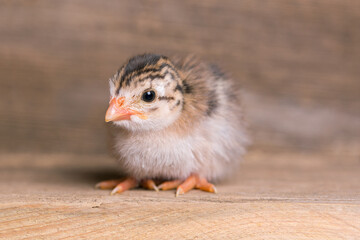 Guinea Fowl Chicks