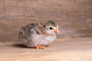 Guinea Fowl Chicks