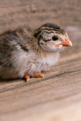 Guinea Fowl Chicks
