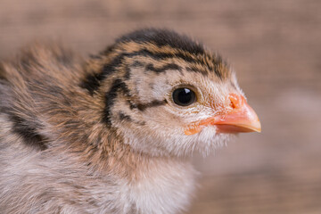 Guinea Fowl Chicks