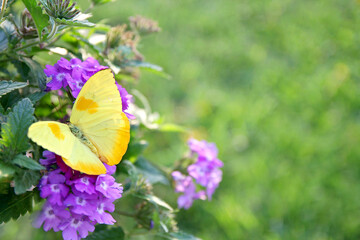 Yellow Butterfly on Purple Flowers Background