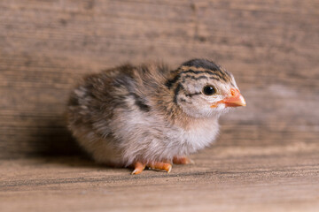 Guinea Fowl Chicks