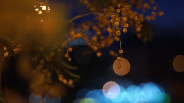 Mimosa flower on a background of night lights