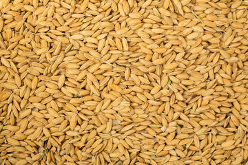 Grains of Rice Harvested in Louisiana