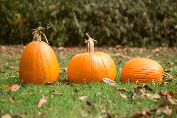 Orange Pumpkin in Grass