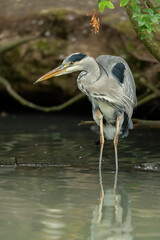Grey Heron 