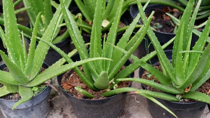 Aloe vera plants in black pots, Aloe Vera is invasive species in many world regions.