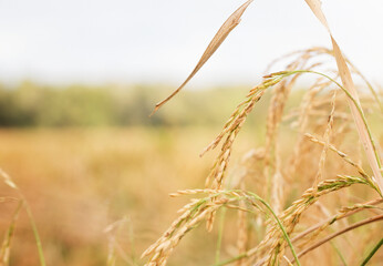 Rice Plants in a Louisiana Field 