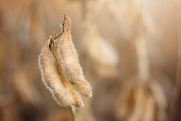 Dried Soybeans in a Louisiana Field