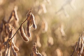 Dried Soybeans in a Louisiana Field
