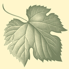 Grape leaf. Editable hand drawn illustration. Vector vintage engraving. 8 EPS - 509704331