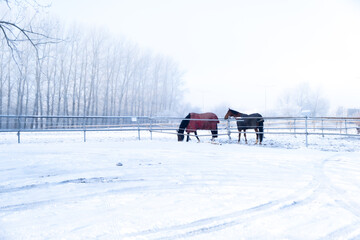 Horses eating lunch in winter. Lund Sweden