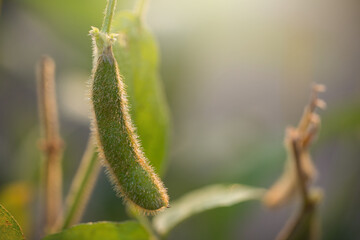 Soybean Plants in a Louisiana Field