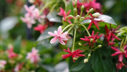 Combretum indicum,  known as the Rangoon creeper, is a vine with red flower clusters. native to tropical Asia.