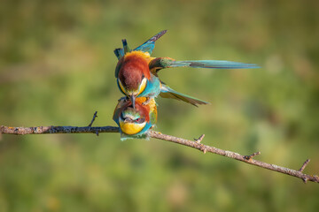 bee-eater couple copulating