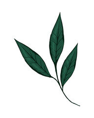 green branch leaf