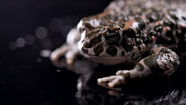 Spotted ground toad on mirror surface. Natterjack breathing and looking at camera. Amazing frog blinks eyes, stirs nostrils, macro. Dark background.