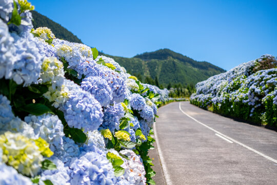 Azores, Empty flowery road with beautiful hydrangea flowers in selective focus on the roadside in Lagoa Sete Cidades. São Miguel Island, in the Açores.