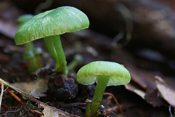 Green Fungi toadstools growing on the rainforest floor