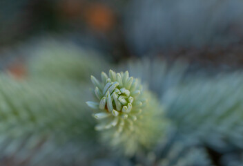 blue pine twigs close up