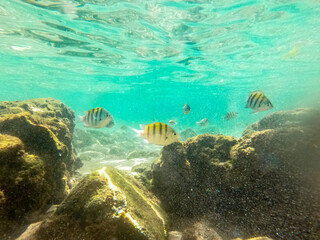 coral reef in the sea