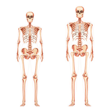 Set of Women and Men Skeleton Human body bones of male and female. Lady and gentlemen front view. 3D realistic concept flat girl and boy concept Vector illustration of anatomy isolated on white
