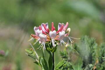 Jolie fleur de chèvrefeuille 
