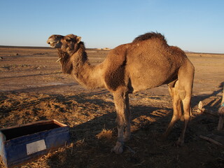 Un dromadaire dans le désert du Sahara
