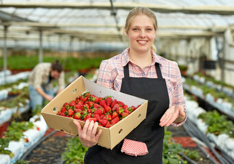 Young woman gardener in apron pholding crate with fresh strawberries in greenhouse