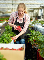 Female owner of glasshouse plantation harvesting ripe strawberry