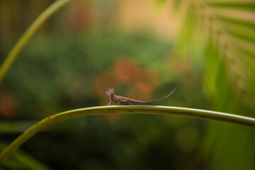 Gecko on branch with bokeh