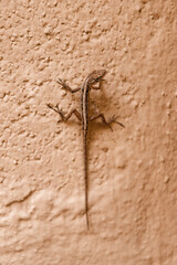 Gecko on wall walking upwards
