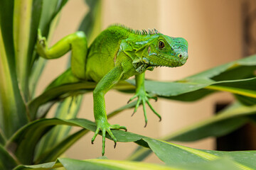 Iguana on Branch