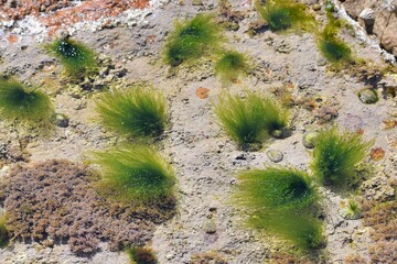 petites plantes dans la mer