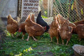 Chickens on a farm with a blurred background in the rays of the setting sun