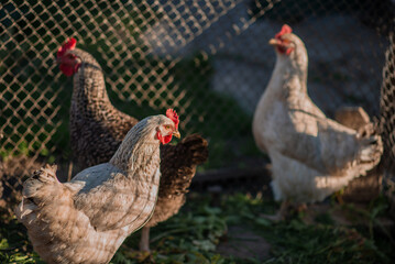 Chickens on a farm with a blurred background in the rays of the setting sun