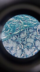 Fototapeta na wymiar Specimens seen under a microscope, tissues, biology, microscopy. Illustration illustration, earth, globe, planet, map, world, space, sphere, europe, 3d, global, ocean, sea, asia, continent, geography,