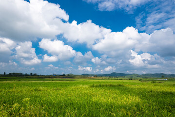green field and blue sky