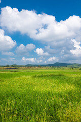 green field and blue sky