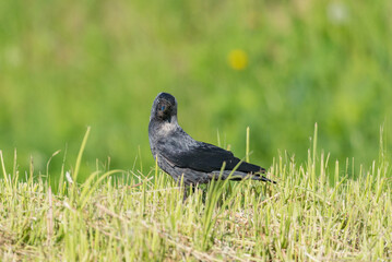 Western jackdaw bird on the meadow.