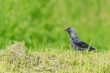 Western jackdaw bird on the meadow.