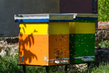 A Swarm of bees flies around bee hives on a sunny spring day. Beekeeping concept. Close up,...