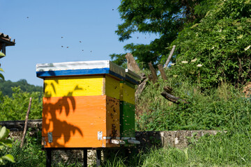 Bee hives and many bees flying around on a sunny spring day in an apiary. Beekeeping concept. Close up, selective focus