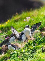 Atlantic Puffin, Fratercula arctica from Puffin Cove, Drumhollistan, Scotland