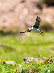 Atlantic Puffin, Fratercula arctica in flight from Puffin Cove, Drumhollistan, Scotland