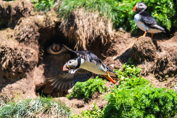 Atlantic Puffin, Fratercula arctica in flight from Puffin Cove, Drumhollistan, Scotland
