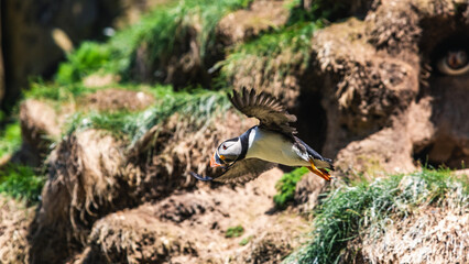 Atlantic Puffin, Fratercula arctica in flight from Puffin Cove, Drumhollistan, Scotland