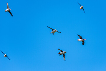 Atlantic Puffin, Fratercula arctica in flight from Puffin Cove, Drumhollistan, Scotland