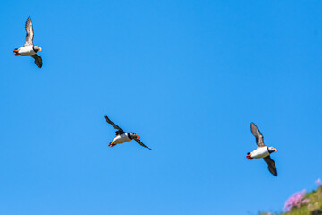 Atlantic Puffin, Fratercula arctica in flight from Puffin Cove, Drumhollistan, Scotland